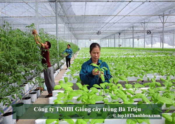 Công ty TNHH Giống cây trồng Bà Triệu
