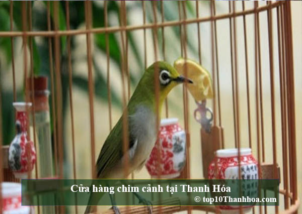 Cửa hàng chim cảnh tại Thanh Hóa